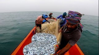 Amazing🤩 Billion's Of Sardine Fish Caught In Gill Net Fishing Method