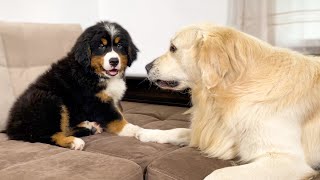 Golden Retriever Meets New Bernese Mountain Dog Puppy for the First Time!