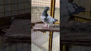 Rampuri kabutar #kabootar #pigeonstatus #shorts