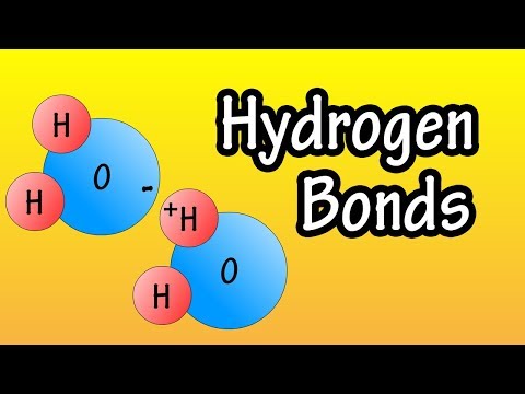 What is the role of hydrogen bonds in the structure of DNA?