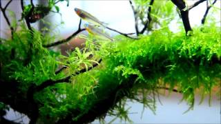 Planted tank with Pseudomugil furcatus - Forktail Rainbowfish