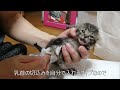 【子猫保護日記】生後１１日目（保護７日目）