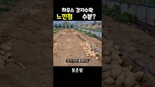 하우스 두백감자 수확결과 ? #shorts