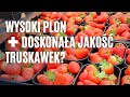 Czy wysoki plon można połączyć z doskonałą jakością truskawek?