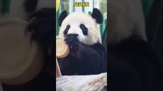 看来咱们的飞云宝宝很喜欢喝南瓜粥呢 弄得满脸脏兮兮 #pandacub #funny #giantpanda #cute #pandachina #animals #zoo #cutepanda