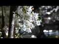 【京都観光】kyoto japan　高瀬川桜　京都観光スポット、京都の春