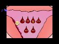 اعرفي كل شيء عن الدورة الشهرية savoir tout sur le cycle menstruelle