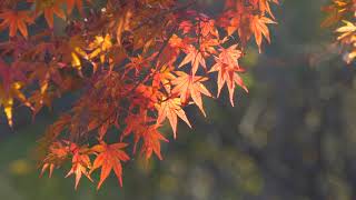 【4K】霧島連山紅葉Ⅰ