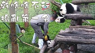 《熊貓早晚安》幹啥啥不行，搗亂第一名 | iPanda熊貓頻道