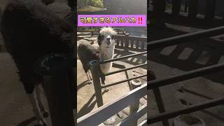 【可愛すぎるアルパカ‼️😊】#アルパカ #五月山動物園 #動物園 #shorts #zoo