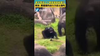 果子狸误入黑猩猩园被暴打。