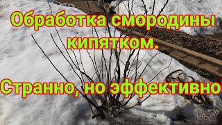 Обработка смородины кипятком