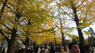 【黄金の絨毯】立川・昭和記念公園のイチョウ並木が魅せる秋の絶景 #紅葉狩り #autumnvibes GH010046