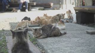 Cats Island AOSHIMA ／ 愛媛青島、猫の島。