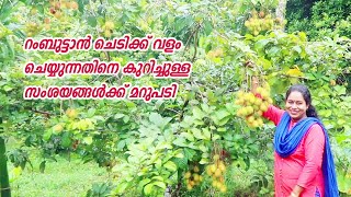 രണ്ടു വർഷം കൊണ്ട് 35 കിലോ റംബുട്ടാൻ ലഭിച്ച മരം || വളം എത്ര തവണ ചെയ്യണം Rambutan Plant Care