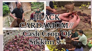 BLACK CARDAMOM // ~ CASH CROP OF SIKKIM 💸