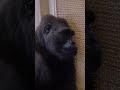 東山動物園のゴリラのアニー shorts 東山動植物園