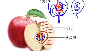 10602高一基礎生物2 3 09真果與假果一禮(更正：草莓是由一朵花上眾多雌蕊與花托所形成，屬於集生果)