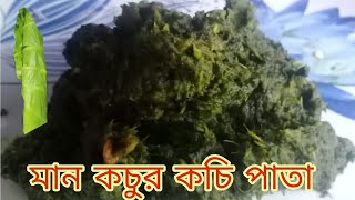 মান কচুর কচি পাতা দিয়ে দারুন স্বাদের একটা রেসিপি maan kochu pata bata recipe  man kochu bata recipe