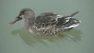 朝一番 水鳥達 ハシビロガモ が近付いて来る 20230115 1（天満宮）