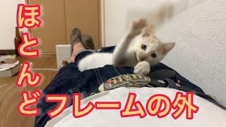 【おっさんと子猫】子猫におもちゃ