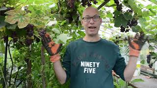 Wijn maken van Druif tot Glas: Jouw Moestuinwijn!🍇🍷