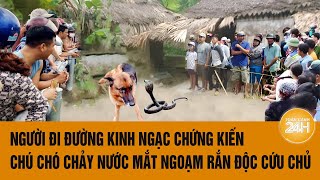 Người đi đường kinh ngạc chứng kiến chú chó chảy nước mắt ngoạm rắn độc cứu chủ