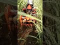 B2741 Kubota 27HP Tractor In Drive 4f Sugar Cane Rewash Rotary