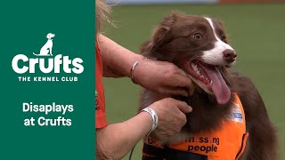 Looking Forward: Displays 🐕 | Crufts 2023