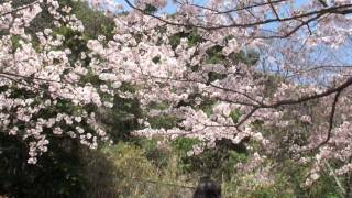 みさき公園の桜