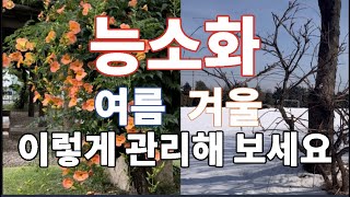 능소화 가지치기 하는 방법.꽃 많이 피우는 방법.능소화 특징과 관리 방법