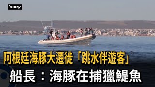 阿根廷海豚大遷徙「跳水伴遊客」　船長：海豚在捕獵鯷魚－民視新聞