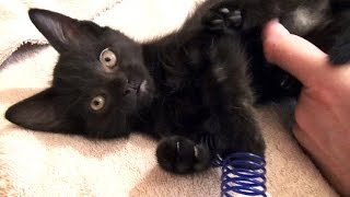 The Adorable 7 Foster Kittens - Laurel's Big Finish - Vlog #5