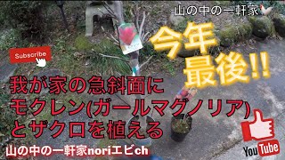 [山の中の一軒家]我が家の急斜面にモクレン(ガールマグノリア)とザクロを植える