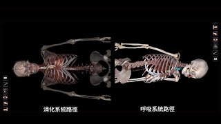 Anatomage 虛擬解剖桌 完整介紹與應用