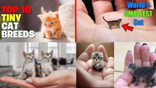 Cat Lovers | 10 Cat Breeds That Stay Small and Adorable Forever | Forever Kitten