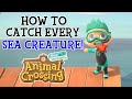 How To Catch Every Sea Creature in Animal Crossing New Horizons - New Horizons Sea Creature Guide