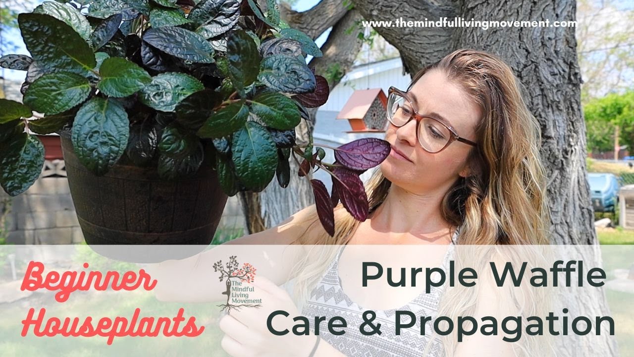 How To Propagate Purple Waffle Plant Strobilanthes Alternata Care