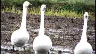 白鳥の里の白鳥とマガン