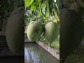 Giant mango #viral