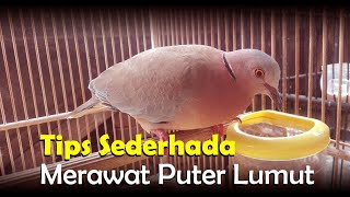 Jenis Jenis Burung Puter