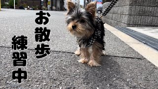 #26【子犬のヨークシャーテリア】ひなた君　お散歩練習中！でも歩かない子犬…