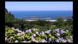 糸魚川能生🌺大王あじさい園