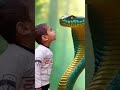 how colorful snake saap wala video snake video viral