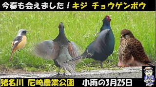 ブラボー！キジ、チョウゲンボウ、春の探鳥、猪名川、尼崎農業公園、ウグイス、ジョウビタキ、アオジ、シジュウカラ、うっちー探検発見ほっとけん、Japanese Wild Birds