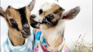 The Best of Baby Goats in Pajamas!