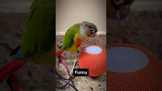 Conure sounds- cute conure parrot talking