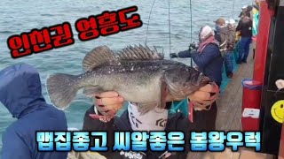 인천 영흥도 맵집좋고 씨알좋은 봄 왕우럭#영흥도 #장애물우럭낚시 #짱구피싱호