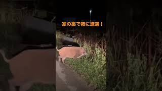 猪怖い！　車中で良かった　#shorts