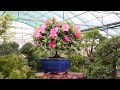 satsuki azalea large outdoor bonsai dt6016az video